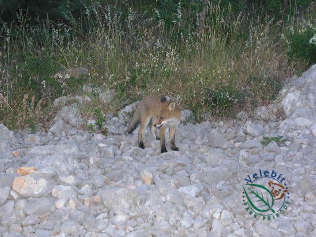 Naturpark Velebit 47